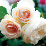 Close-up of three White Eden Climbing Rose roses with a blurred green background