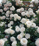 White Eden Climbing Rose roses with green leaves