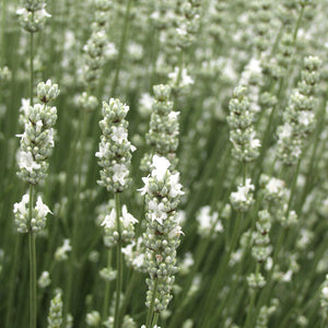 Close-up of white rosemary flowers on green stems