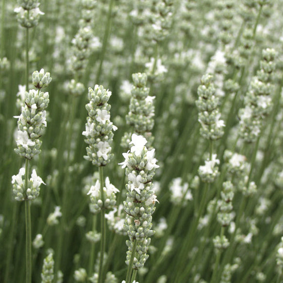 Close-up of white rosemary flowers on green stems