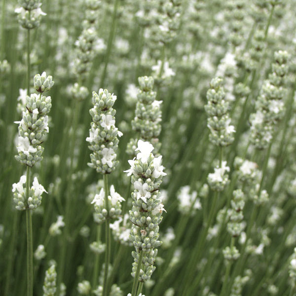 lavender live plant White Alba Lavender Plant