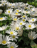 White Splendor Anemone blanda