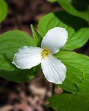 White Trillium (Wood Lily)