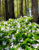 White Trillium (Wood Lily)