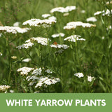 White Yarrow Eco-Friendly Seeding Kit