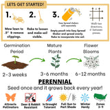Step-by-step guide for starting a garden with perennial plants, including germination, maturity, and flowering stages.