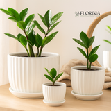 3-Piece White Ceramic Planter Pot Set with Vertical Fluted Design & Matching Saucers