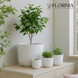 Set of potted plants on a cabinet with 'FLORINIA' branding.