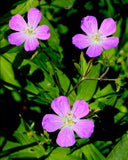 Wild Geranium