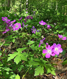 Wild Geranium