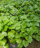 Wild Ginger