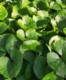 Wild Ginger