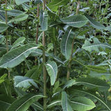 Close-up of green leafy Wild Lettuce (Lactuca virosa) with a blurred background