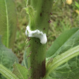 Close-up of a Wild Lettuce (Lactuca virosa) stem with white substance and green leaves in the background