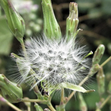 Close-up of a Wild Lettuce (Lactuca virosa) seed head with green leaves in the background