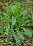 Wild Lettuce (Lactuca virosa) plant growing in a grassy area
