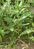 Wild Lettuce (Lactuca virosa) plant growing in a natural setting with other plants around
