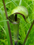 Jack-in-the-Pulpit