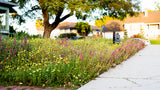 Floral garden along a sidewalk with houses in the background Northeast Native & Naturalized Wildflower Mix