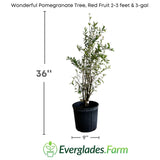 Potted Wonderful Pomegranate Tree with dimensions and Everglades Farm logo on a white background