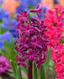Woodstock Hyacinth