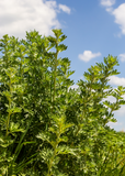 Wormwood (Artemisia absinthium) plant against a blue sky with white clouds