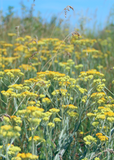 Field of yellow Wormwood (Artemisia absinthium) flowers with a clear blue sky in the background