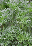 Close-up of green Wormwood (Artemisia absinthium) plants with a blurred background