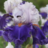 Close-up of a purple and white You Grow Girl Fragrant Bearded Iris flower with a blurred green background