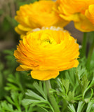Yellow Ranunculus