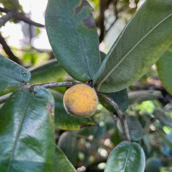 Yellow jaboticaba fruit on a branch with green leaves, labeled 'Everglades Farm'.