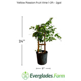 Yellow Passion Fruit Vine plant with dimensions and Everglades Farm logo on a white background
