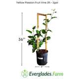Yellow Passion Fruit Vine with dimensions and Everglades Farm logo on a white background