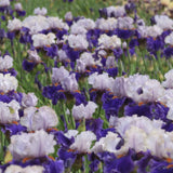 Field of purple and white You Grow Girl Fragrant Bearded Irises
