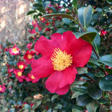 Close-up of a Yuletide Camellia