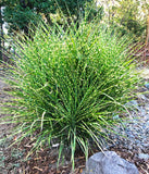 Zebra Grass