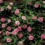 Pink Zephirine Drouhin Climbing Roses with green leaves on a bush