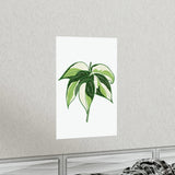 Philodendron Cream Splash Botanical Print – Unframed Wall Art