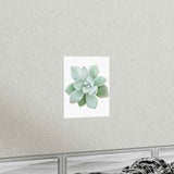 Pachyveria Haagei Succulent Botanical Print – Unframed Wall Art