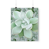 Pachyveria Haagei Succulent Pattern Botanical Print – Unframed Wall Art