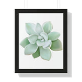 Pachyveria Haagei Succulent Framed Print – Botanical Wall Art