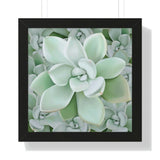 Pachyveria Haagei Succulent Pattern Framed Print – Botanical Wall Art