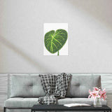 Philodendron Gloriosum Botanical Print – Unframed Wall Art