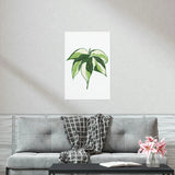 Philodendron Cream Splash Botanical Print – Unframed Wall Art