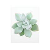 Pachyveria Haagei Succulent Botanical Print – Unframed Wall Art