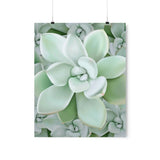 Pachyveria Haagei Succulent Pattern Botanical Print – Unframed Wall Art