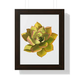 Noble Aeonium Succulent Framed Print – Botanical Wall Art