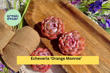 Echeveria ‘Orange Monroe’ – Rare Succulent Plant, Bare Root Easy Care Live Rosette for Indoor Decor or Outdoor Container Garden