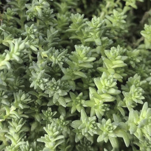 sedum acre var. aurea