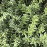 sedum acre var. aurea